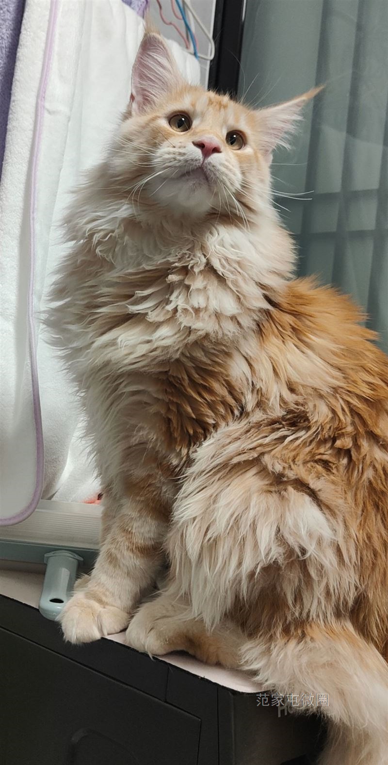 凯米尔缅因借配