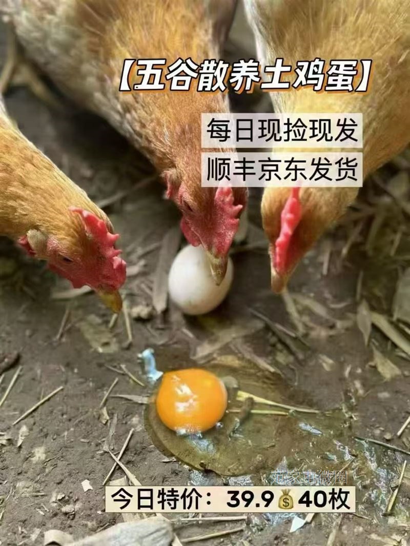 五谷散养土鸡蛋